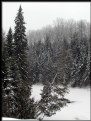 Picture Title - Boreal Forest