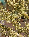 Picture Title - Busy Bee's