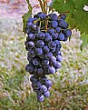 Picture Title - Grapes