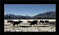 Picture Title - Cows in the snow (6940)
