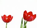 Picture Title - tulipa