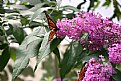 Picture Title - Butterfly garden