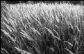 Picture Title - autumn grass