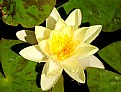 Picture Title - Waterlilly