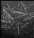 Picture Title - water grass pattern 1