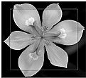 Picture Title - Black and White Floral