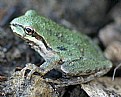 Picture Title - Tree Frog