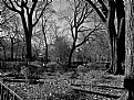 Picture Title - Tompkins Square Park