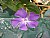 flawer1