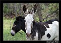 Picture Title - two-headed donkey