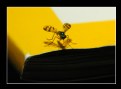 Picture Title - National Geographic Bug