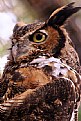 Picture Title - Owl