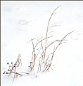 Picture Title - Weeds In Winter