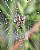 Cold wet morning for this spider