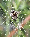Picture Title - Cold wet morning for this spider