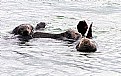 Picture Title - California Sea Otters