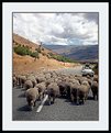 Picture Title - Sheep on New Zealand Road, Circa 1980