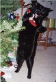 Picture Title - Christmas Cat