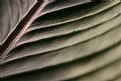 Picture Title - Leaf