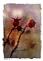 Picture Title - Rosehips