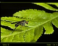 Picture Title - Robber Fly