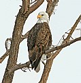 Picture Title - Bald Eagle