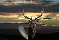 Picture Title - Elk/Sunrise overlay