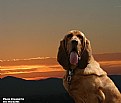 Picture Title - Redbone Hound/Sunrise 