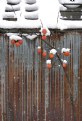 Picture Title - Persistent Persimmons, II