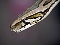 Picture Title - a friendly snake