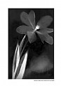 Picture Title - photogram 12/2005