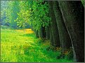 Picture Title - Green Meadow