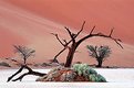 Picture Title - Trees of the Namib Desert