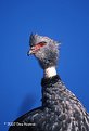 Picture Title - Southern Screamer