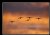 Snow Geese in Formation at Dawn