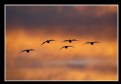 Picture Title - Snow Geese in Formation at Dawn