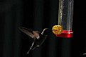 Picture Title - Hummer at feeder