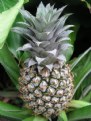 Picture Title - baby pineapple