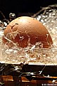 Picture Title - Birth of a chick