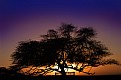 Picture Title - life tree