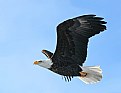 Picture Title - Fly Like an Eagle