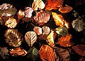 Picture Title - Living Leaves