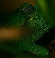 Picture Title - Chameleon Blending