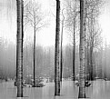 Picture Title - The Ghosts of Winter