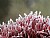 corals