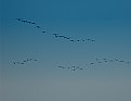 Picture Title - geese squadron