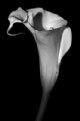 Picture Title - Calla 1