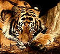 Picture Title - THE TIGER