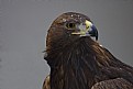 Picture Title - Golden Eagle