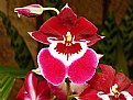 Picture Title - Exotic Flower
